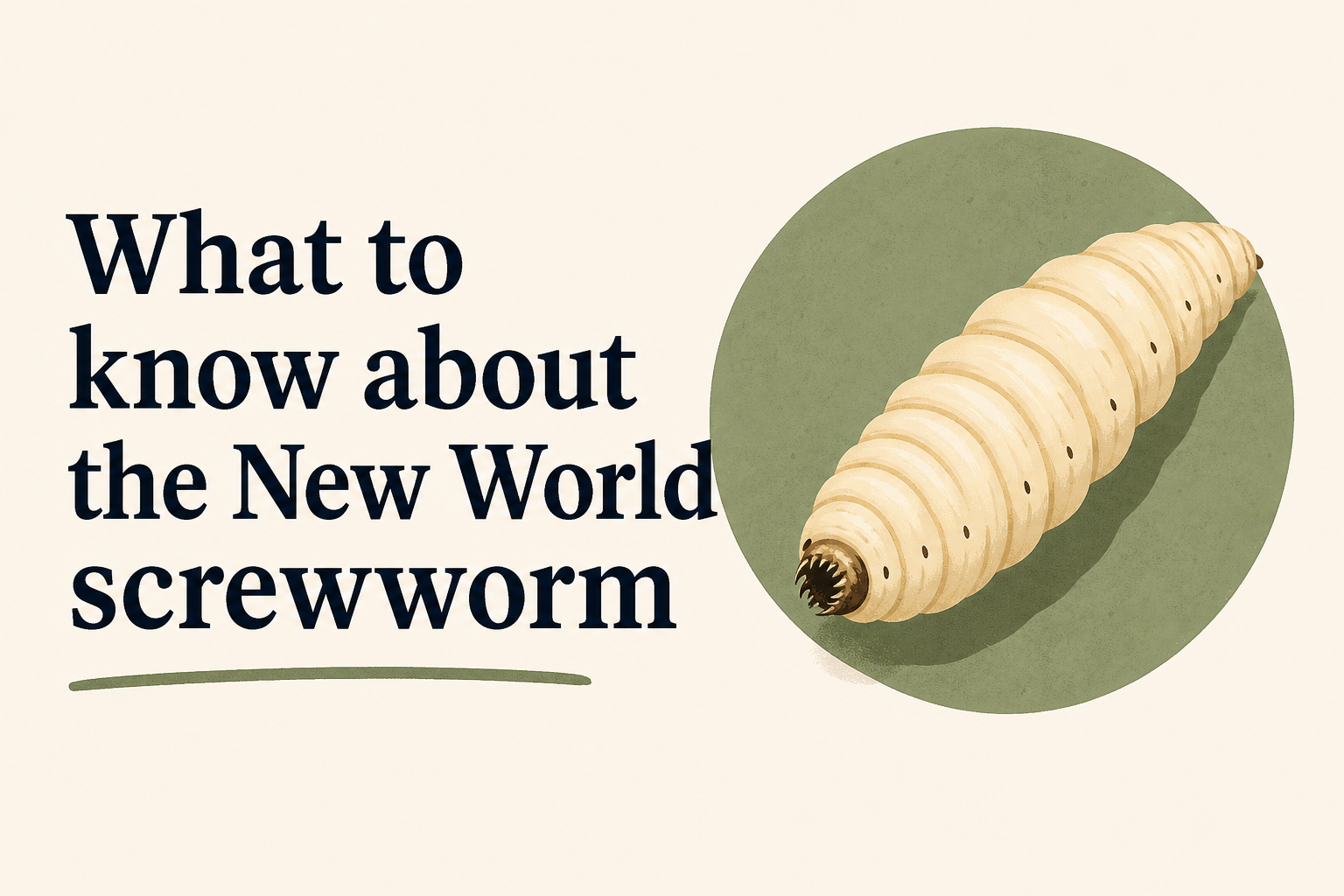 What to know about the New World screwworm