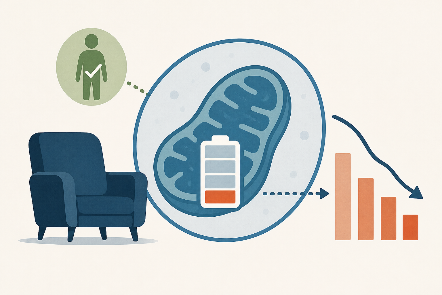 Healthy but Sedentary Individuals Show Early Decline in Cellular Energy Production