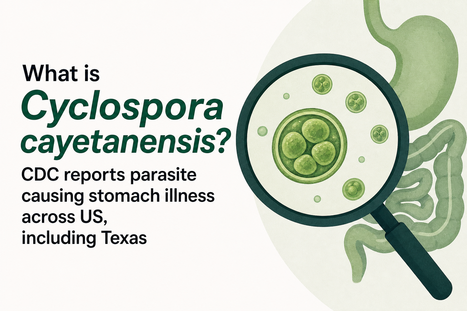 What is Cyclospora cayetanensis? CDC reports parasite causing stomach illness across US, including Texas