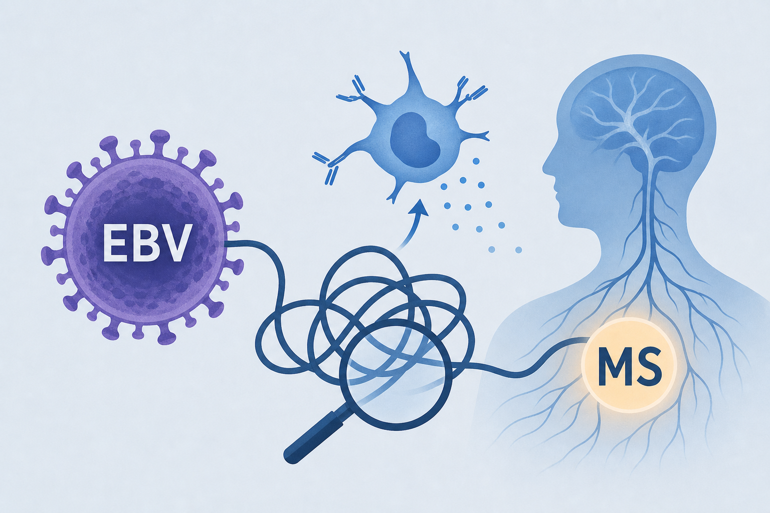 New study untangles how Epstein-Barr virus triggers immune response in MS