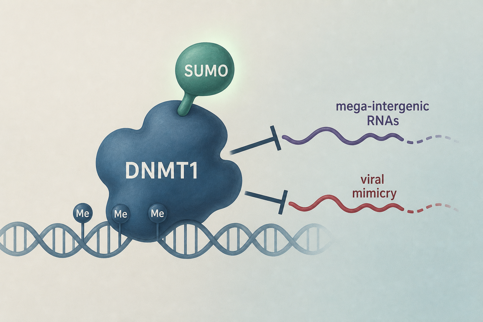 SUMOylation enhances DNMT1 function to repress mega-intergenic RNAs and viral mimicry