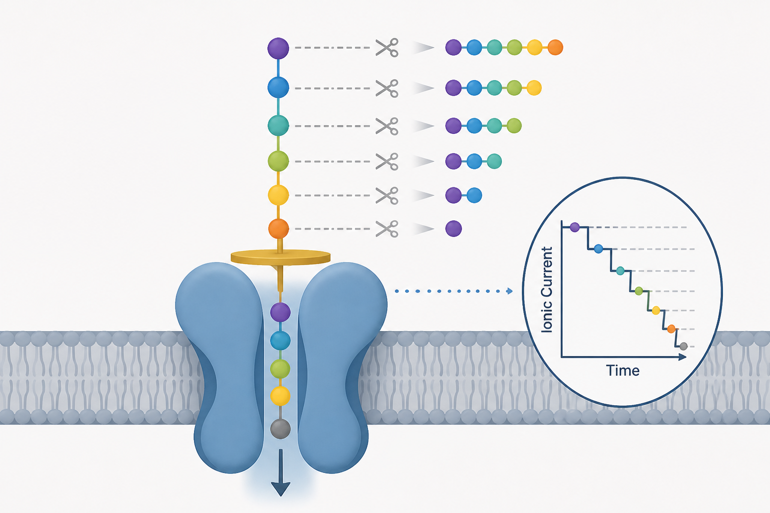 Sequential reading of a stepwise-shortened peptide immobilized on nanopore