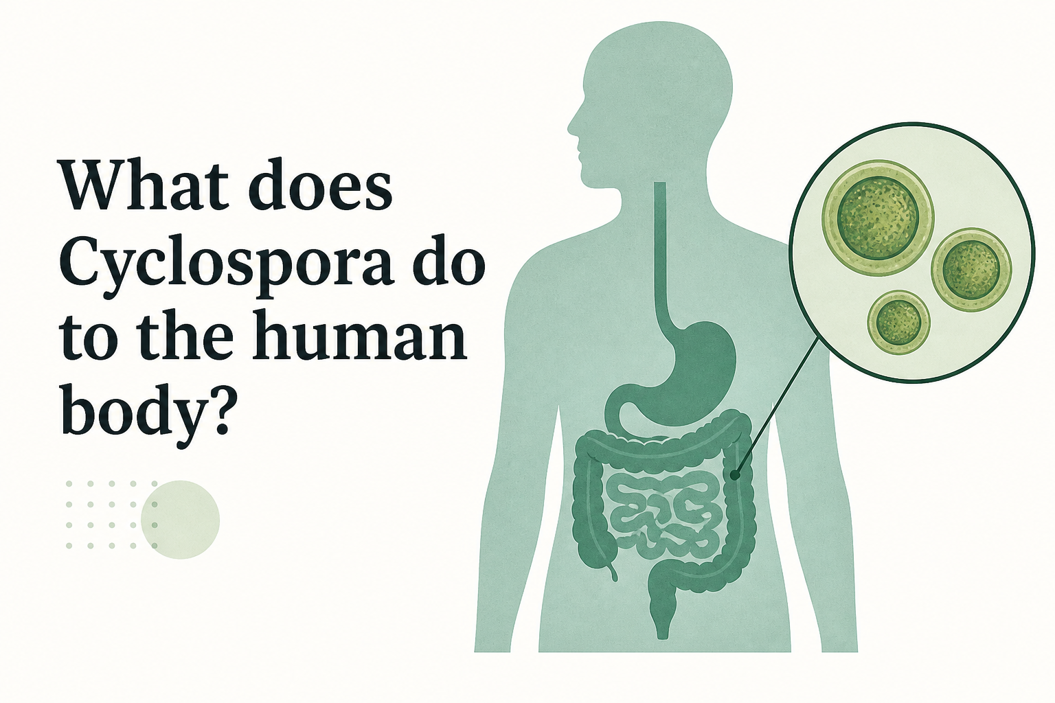 What does Cyclospora do to the human body? : NPR