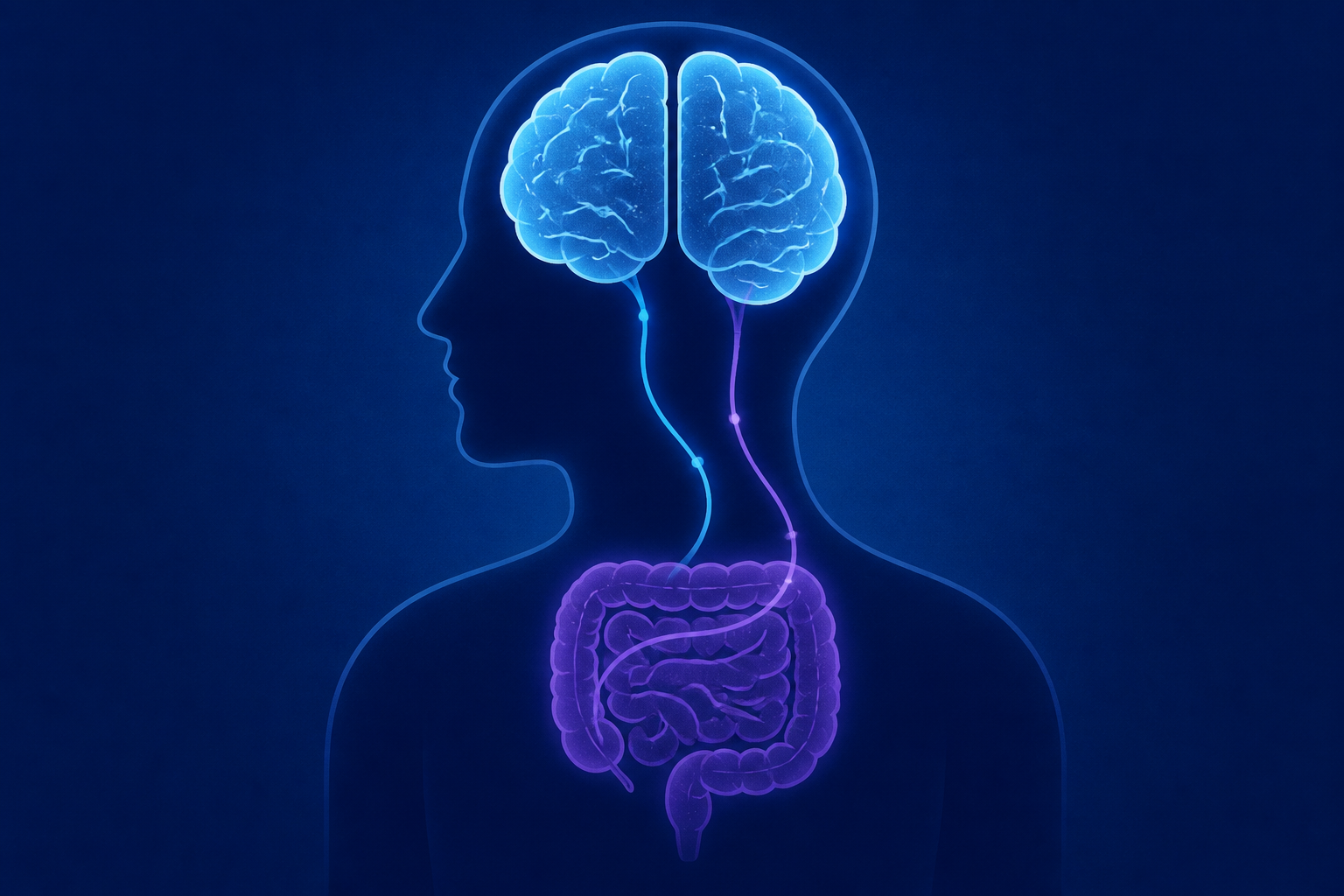 Scientists Discover Humans May Actually Have 2 Brains Rather Than 1