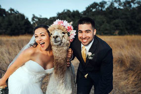 Fun Wedding Ideas