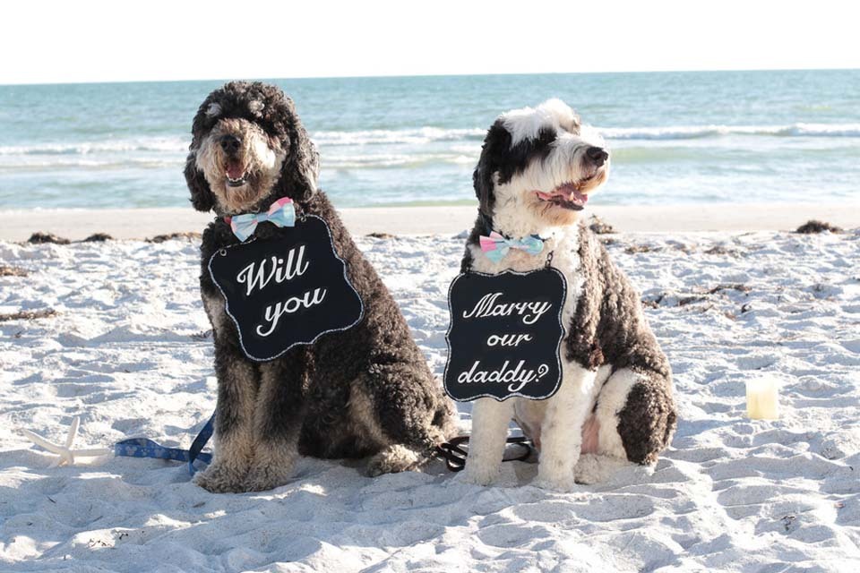 Dogs help with a marriage proposal by wearing will you marry our daddy signs