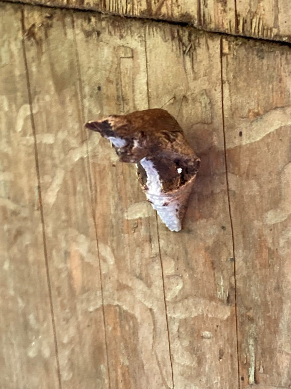 アゲハの幼虫、カビで死んでしまいましたか？