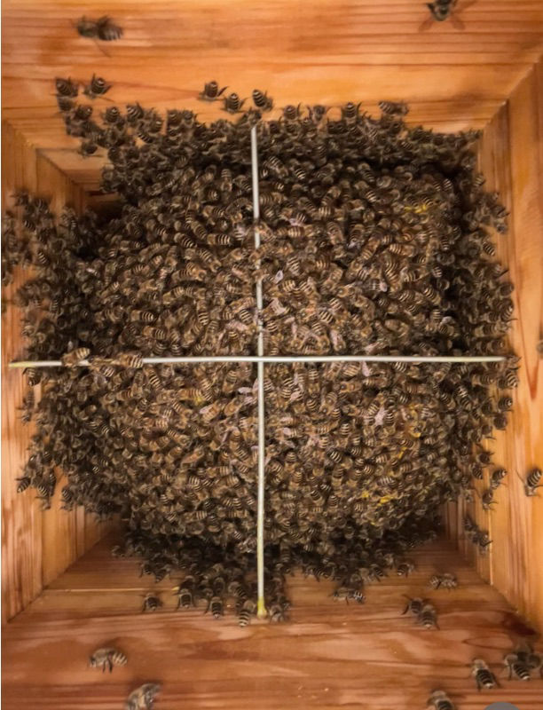 写真の状態はどうですか？今朝内見したら巣の一部が見えていたので心配になりました。一週間前は全て覆われていて蜂しか見えなかったもので心配になりました。