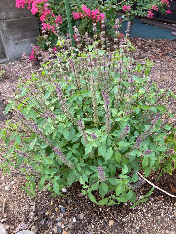 ホーリーバジルは、蜜源植物ですが、葉は、どのように活用出来ますか。