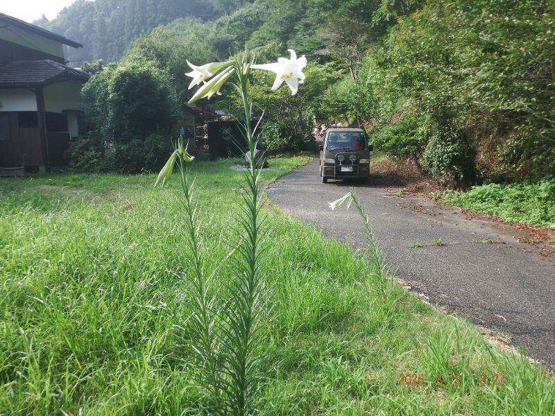 令和7年8月19日　火曜日　大分山荘にて：道路わきに生えているユリの正式名称は何ですかね。