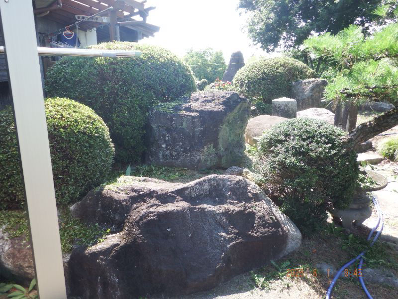 令和7年8月2日　土曜日　昨日の庭の植木剪定時に気が付いたのですが、アシナガ蜂が巣を掛けて居ないですね。屋根に倉庫周りも見まわしましたが、0ですね。