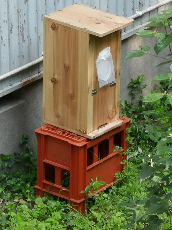 ニホンミツバチの捕獲に初成功するまでにかかった費用はどのくらい？