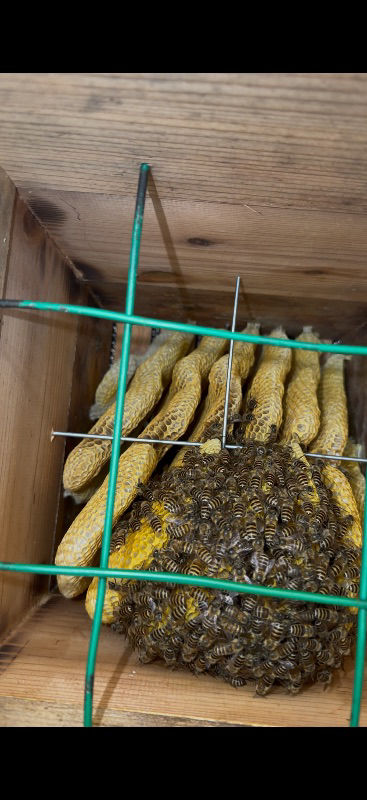 この時期からの給餌は何が良いでしょうか？