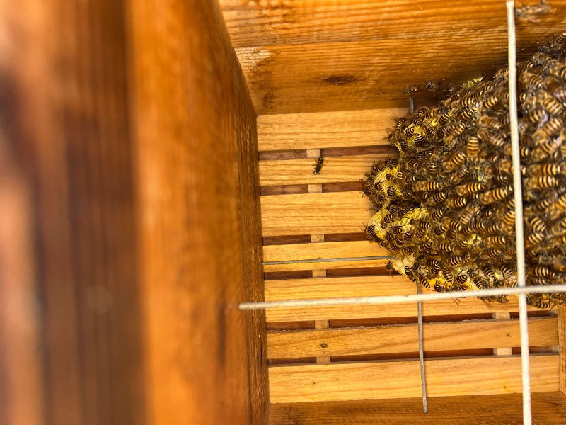 夏までに入ってなかった待ち箱にいつのまにか入居