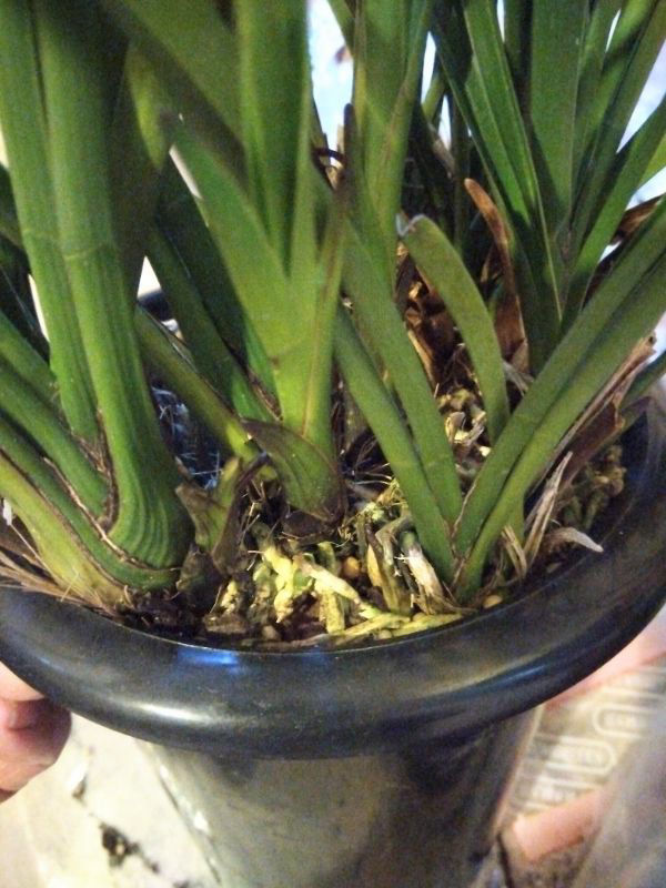 キンリョウヘンの植え替えですが鉢から抜けません、対処法を教えて