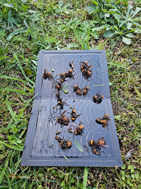 オオスズメバチ飛来いつ頃までありますか？