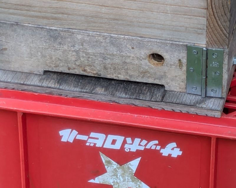 探索蜂？が来ています。入居してくれる？それともヒヤカシ？
