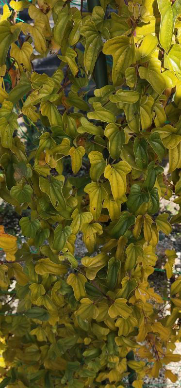 次の写真の葉っぱは❓❓❓❓自然薯ですか？❓❓　長芋ですか？❓❓❓