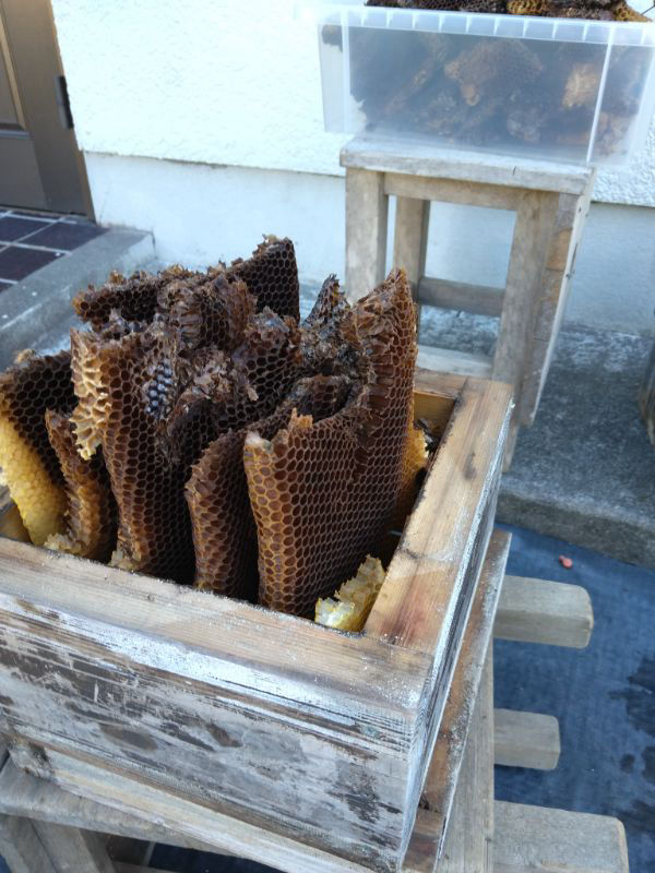 昨日巣箱を解体しましたので蜜ろうをつくります