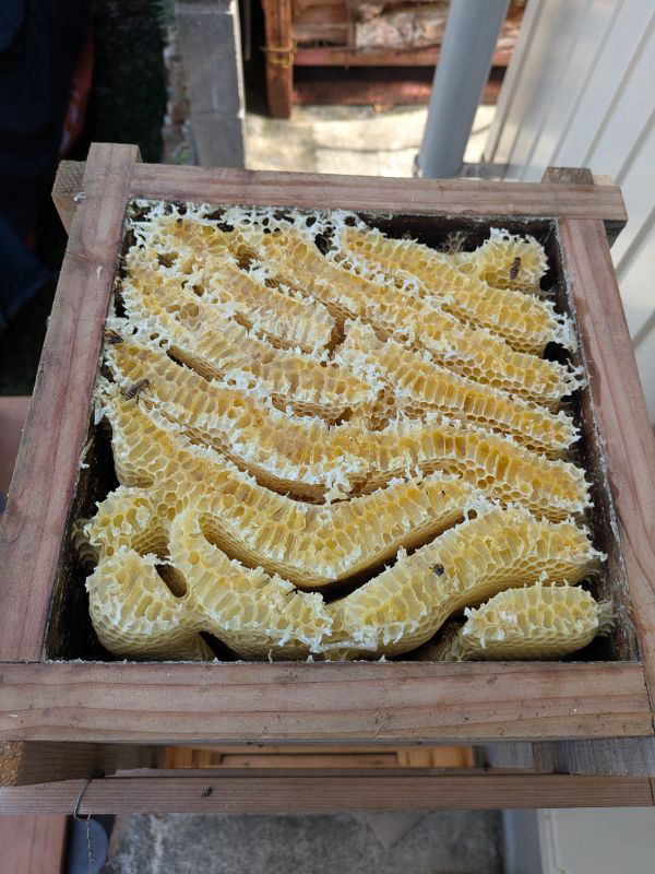 貯蜜があまりありません。給餌が必要でしょうか？