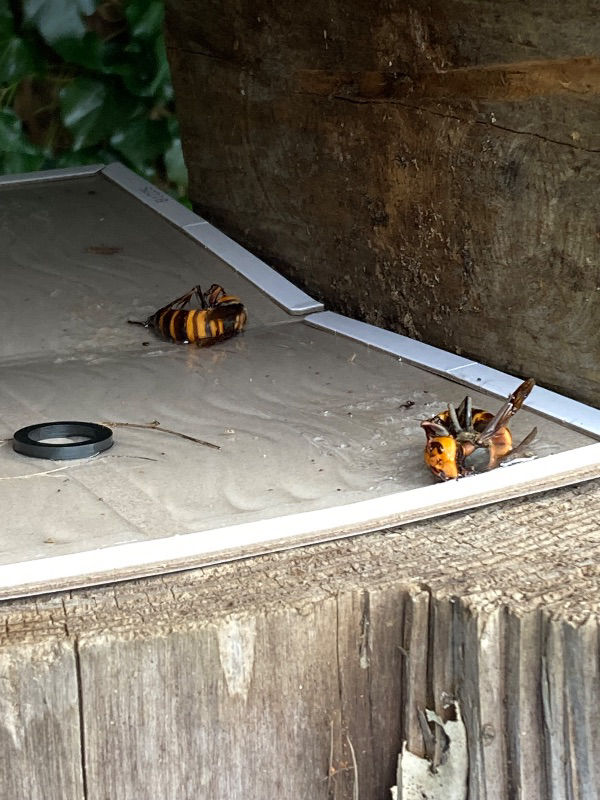ずばり、夏分蜂の越冬成功確率は春分蜂と比べて半分以下でしょうか？