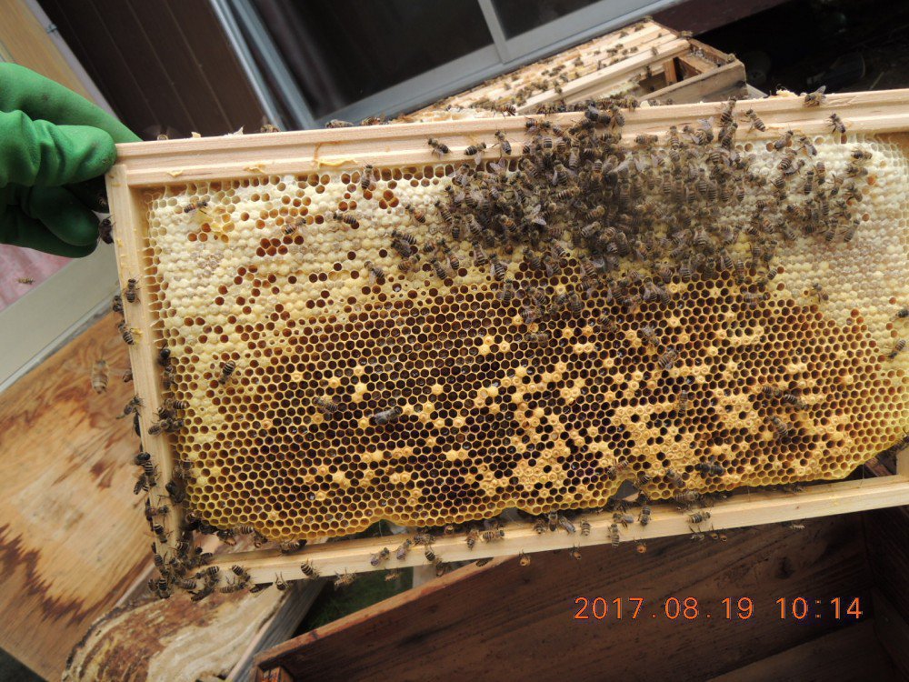 西洋ミツバチ用ラ式巣枠で日本ミツバチの飼育状況