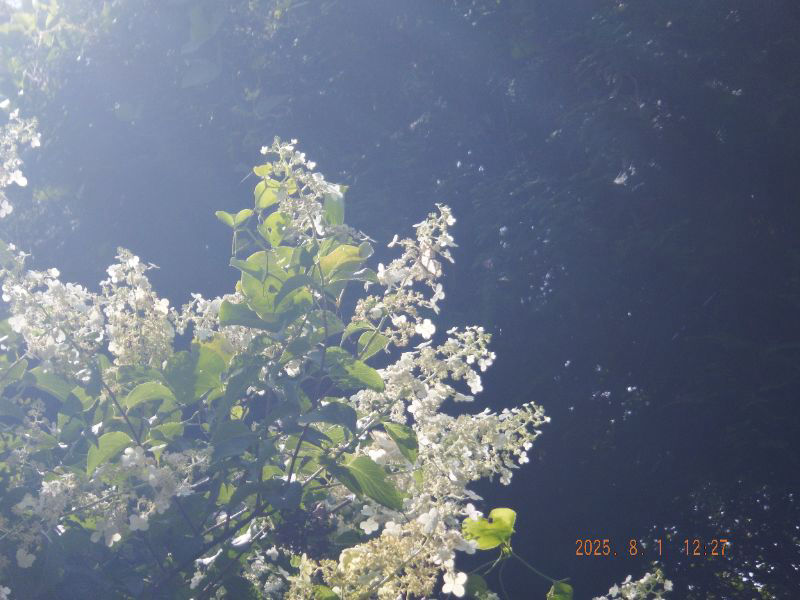 令和7年8月1日　金曜日　標高550mの蜂置き場付近の林道に咲いて居る花は何ですかね？蝶々にミツバチが訪花して居ましたね。