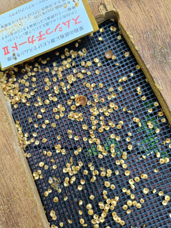 今朝巣箱の中を見て働き蜂の巣蓋がこんなに落ちてました。それと大きな蓋も