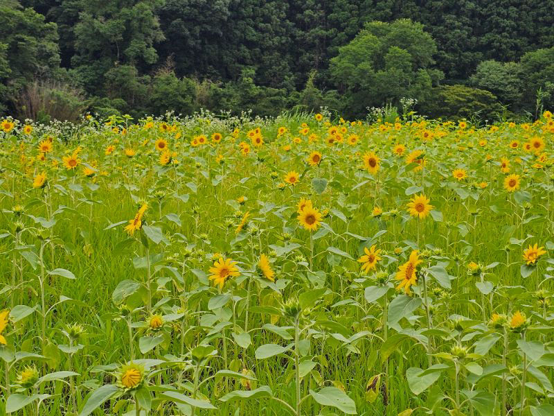 盛夏のヒマワリに和洋蜜蜂訪れていますか？