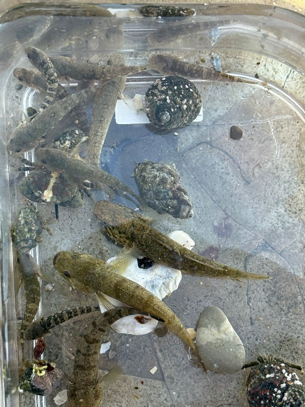 孫と磯溜まりに遊びに行きました。名前の分からないカニを捕まえました。