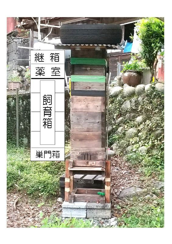 タレ蜜　盛り上げ巣　ニホンミツバチ ニホンミツバチの盛り上げ巣の対処法を教えて下さい(_ _)m