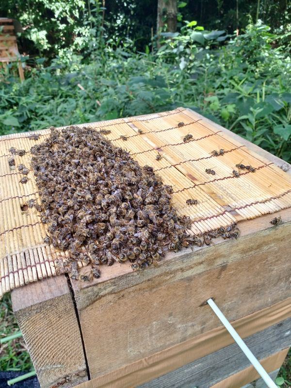逃去の原因は暑さそれとも他にもあるのでしょうか？