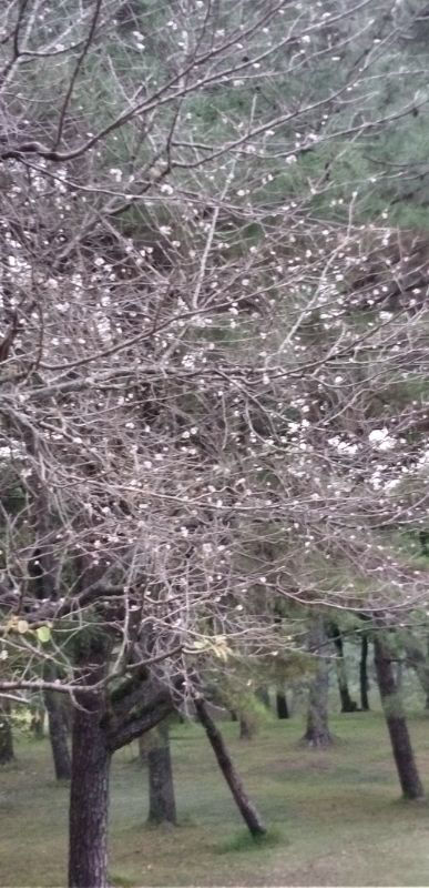 山桜開花　もうすぐ分蜂？毎年この時期が来ました　養蜂家はわくわくの時期です