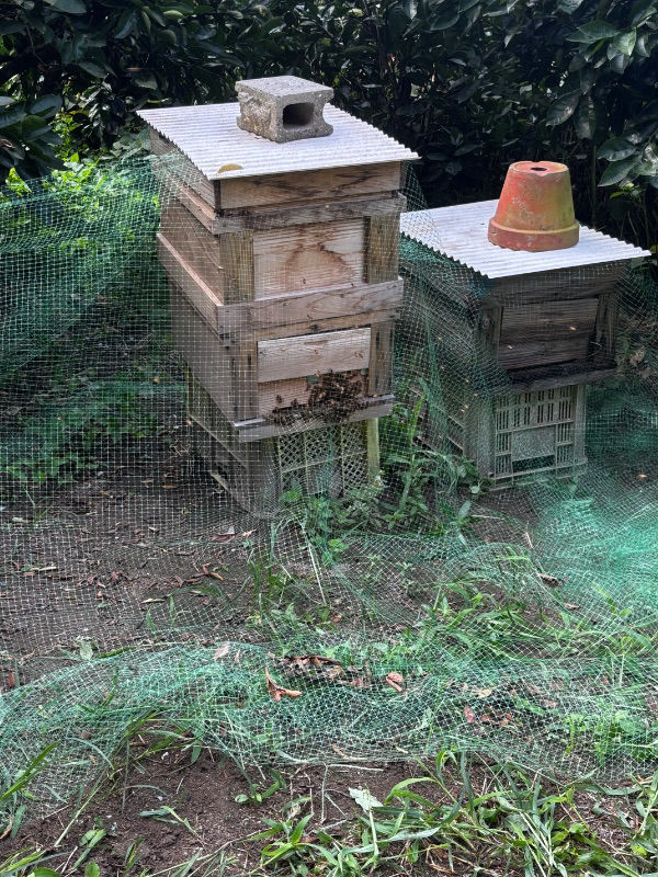 スズメバチについて、西洋ミツバチは攻勢に耐えられるものでしょうか。