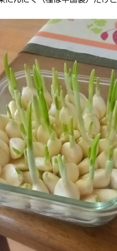 ニンニクの植え付けについてご指導下さいませm(__)m