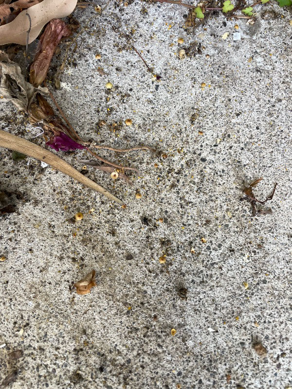 この時期に分蜂？フタのようなものが落ち始めました