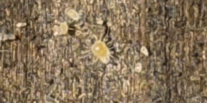 アカリンダニでしょうか。巣箱の下部にいました