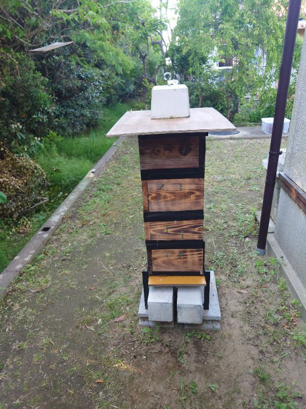 初めての秋採蜜の予定です。採蜜の可否と採蜜時期を教えてください。