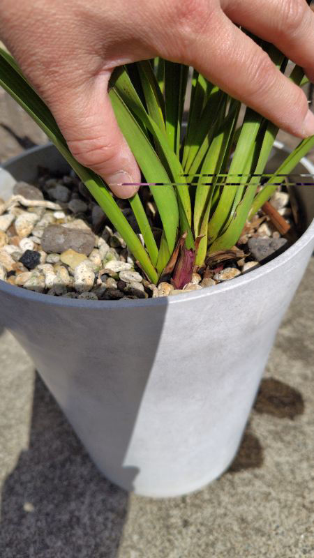 キンリョウヘンの花芽が伸びそうですが、どう対処すればいいですか？