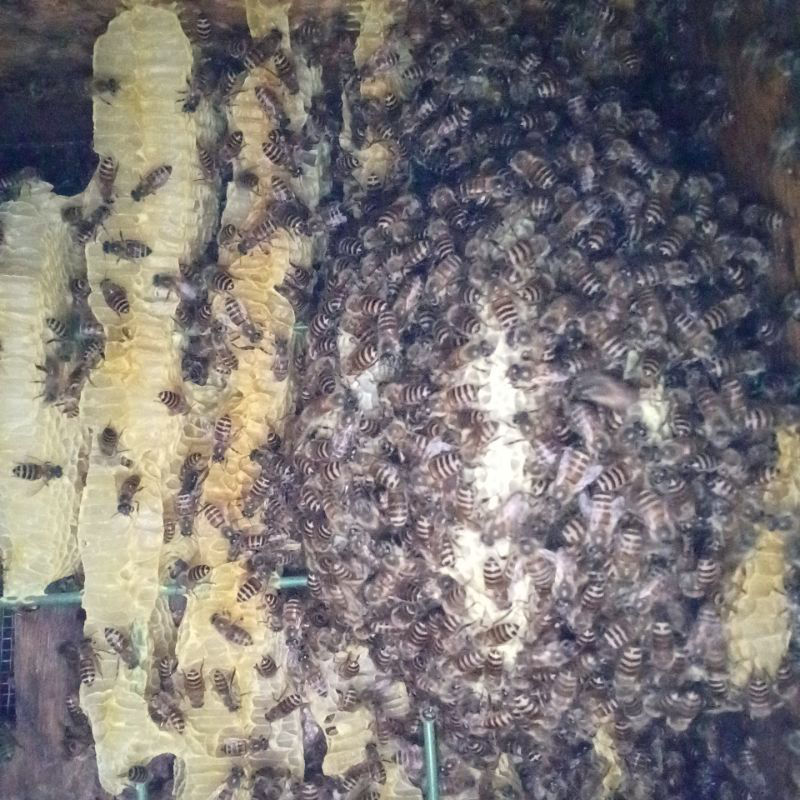 ８月８日に元巣に帰ってきた岩つつじ群ですが蜂ッ娘が減っているのかな😖と感じています