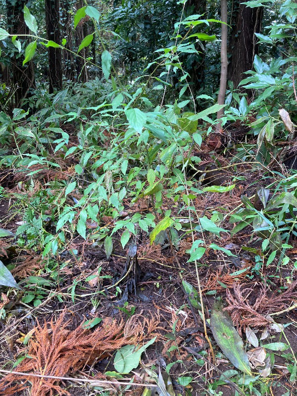 この木は何ですか？蜜源植物ですか？千葉県の森の中にあります。