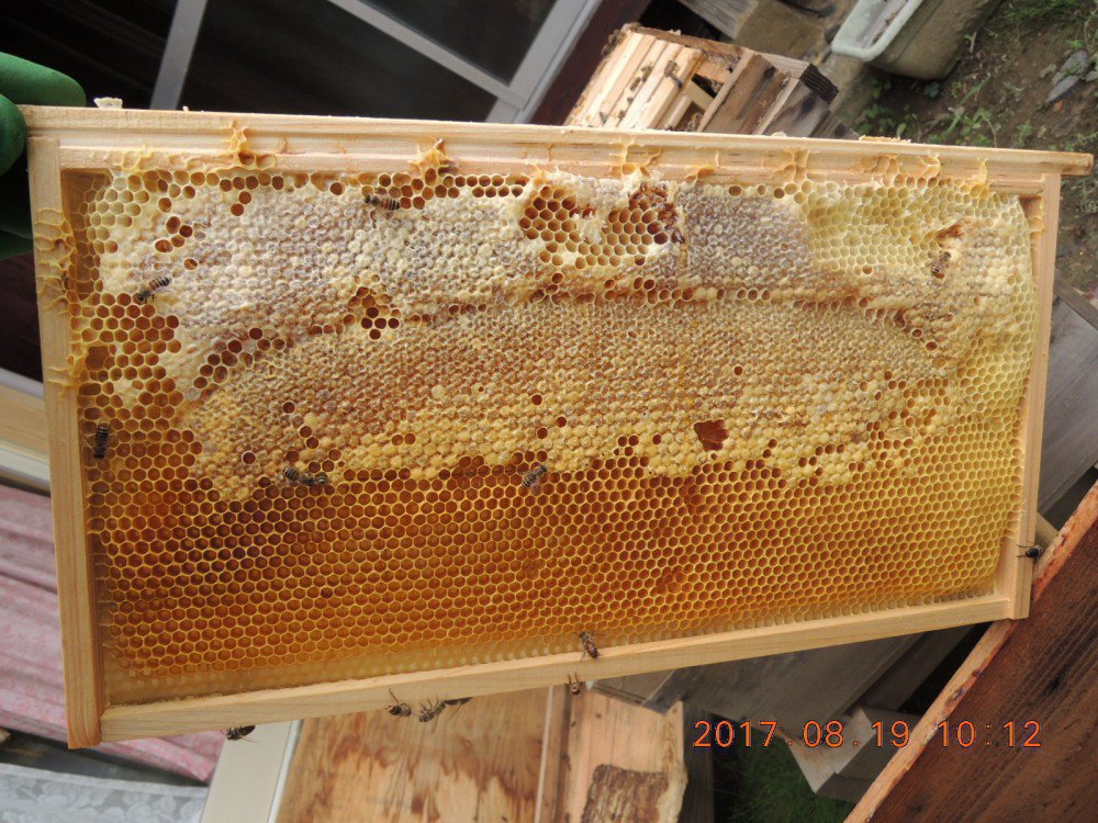 西洋ミツバチ用ラ式巣枠で日本ミツバチの飼育状況