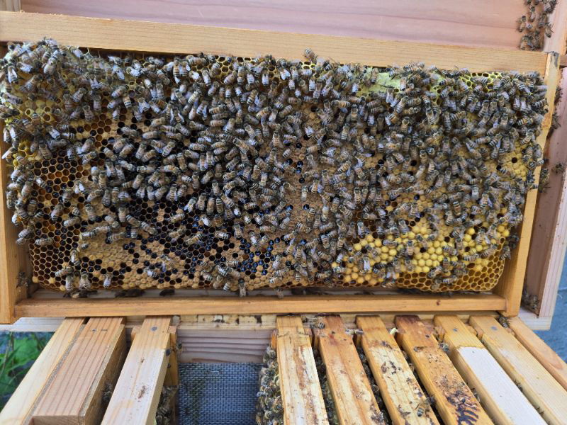 ミツバチの状態がよくわかりません、オス蜂？働き蜂？の巣房なのか、蜂蜜の貯蔵庫なのか教えてください。