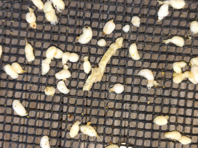 教えてください・幼児出しが止まりません、