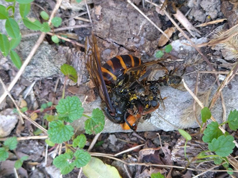 すみません、昨日の続きになりますが、盗蜜について…。