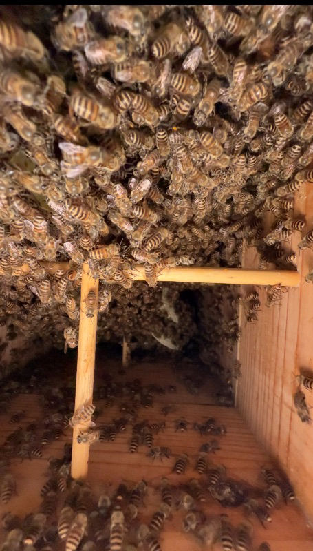 巣板の偏りがあり、長いものはすでに巣門台ギリギリにきています。継箱のタイミングを教えてください。