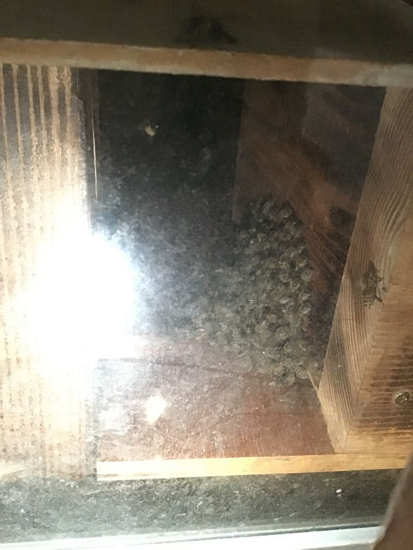 夏の分蜂でしょうか？真夜中に蜂球を発見💡