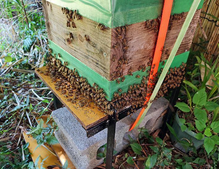 １か月くらい前から、四面の巣門とも蜂溢れです。手を尽くしても蜂溢れなので、空気が暑いから仕方が無いと結論付けました。皆さんは、蜂溢れ対策をどのようにしてますか？