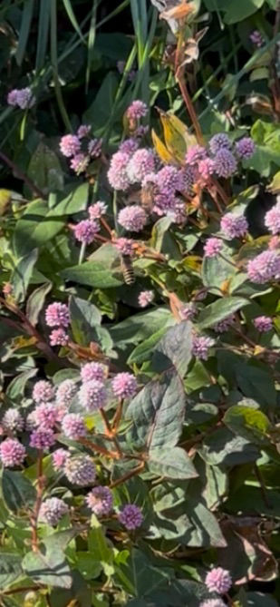 11月から12月のこの蜜源の名前は何んでしょう。