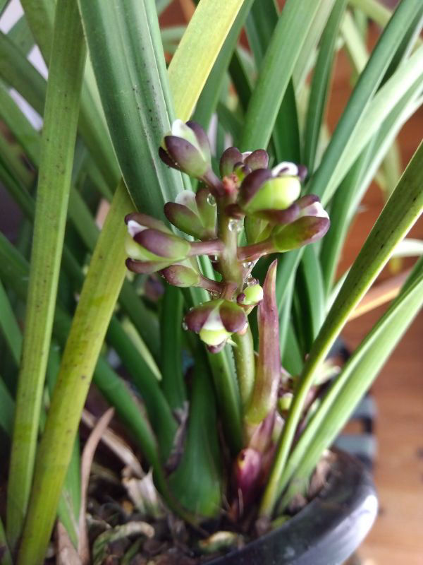 キンリョウヘンの花の状態がおかしいです。開花の異常について教えて